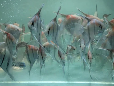 Scalaires manacapuru type wild
