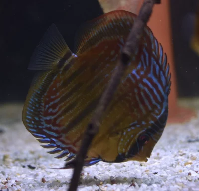 Discus Heckel cross wild type
