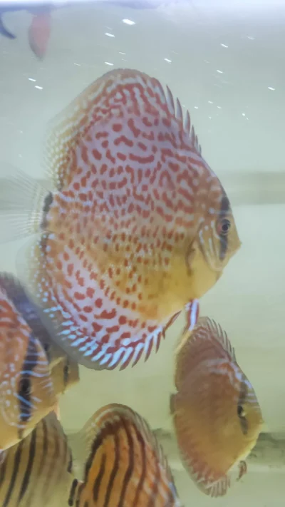Discus Léopard Ring