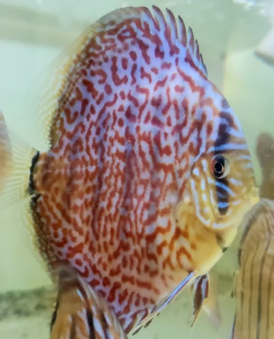 Discus Léopard Ring