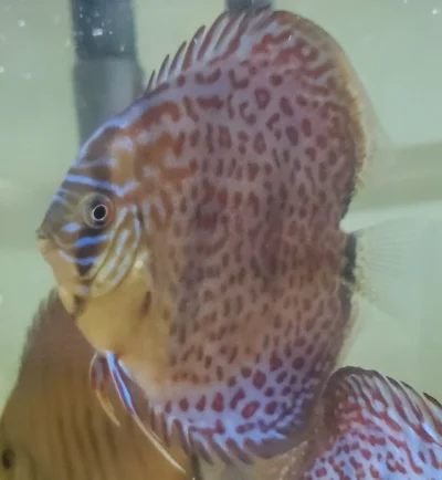 Discus Léopard Ring