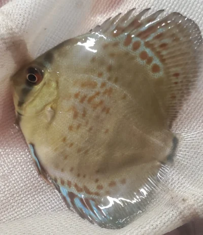 Discus Wild Téfé x Léopard