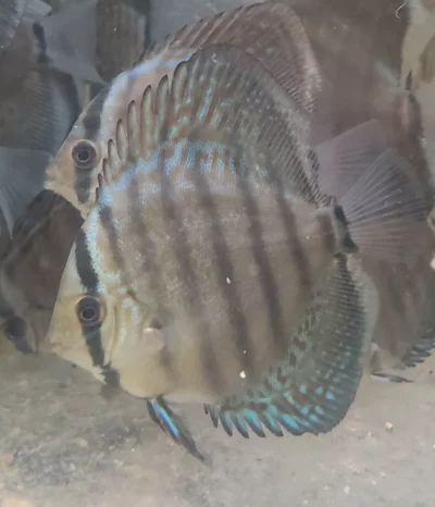 Discus Wild Téfé x Léopard