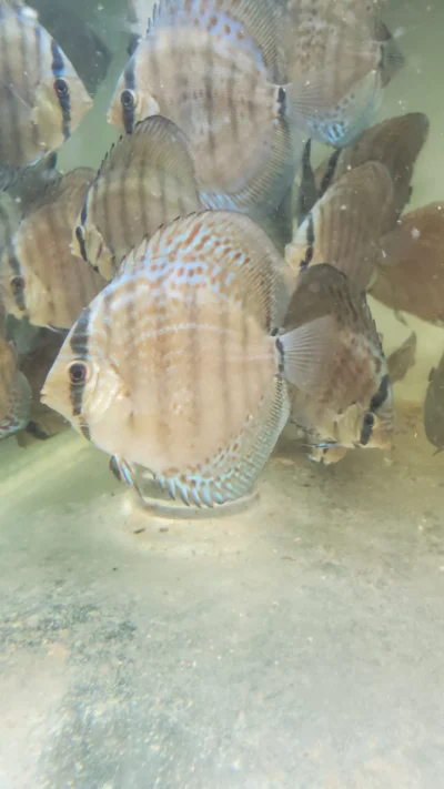 Discus Wild Téfé x Léopard