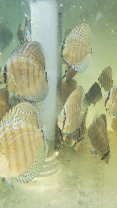Discus Téfé Léopard super spotted