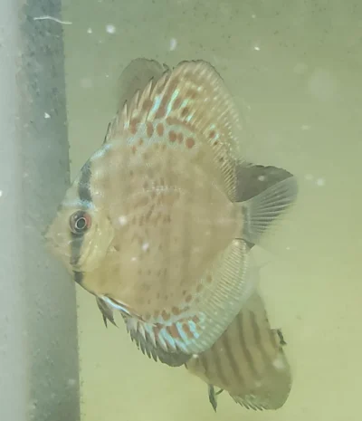 Discus Wild Téfé x Léopard