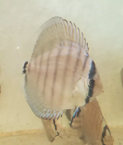 Discus Wild Téfé x Léopard