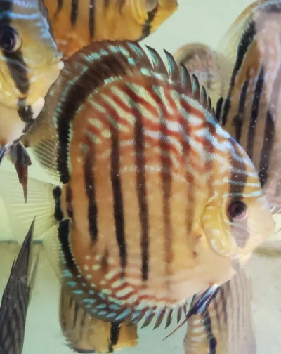 Discus Heckel cross wild type