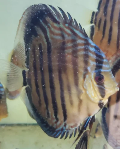 Discus Heckel cross wild type