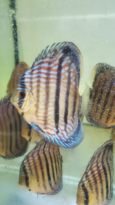 Discus Heckel cross wild type
