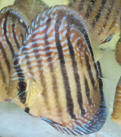 Discus Heckel cross wild type