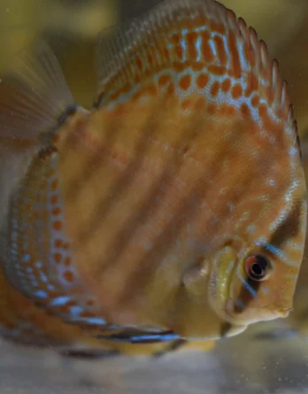 Discus Wild Téfé x Léopard (11 12 cm)
