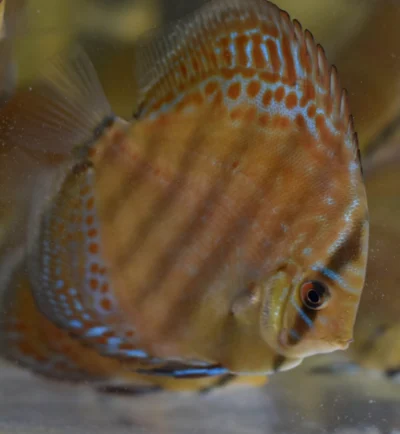 Discus Wild Téfé x Léopard