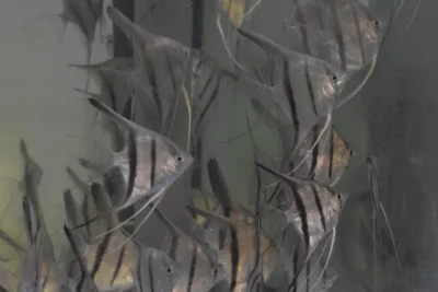 Scalaires manacapuru type wild