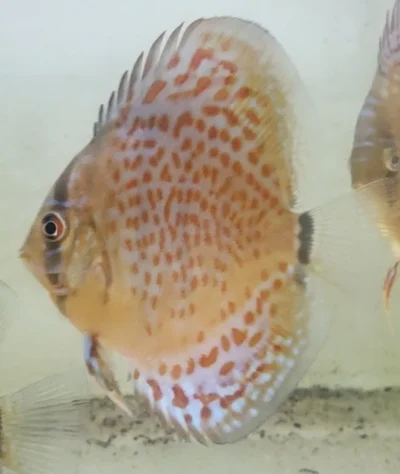 Discus Léopard Ring