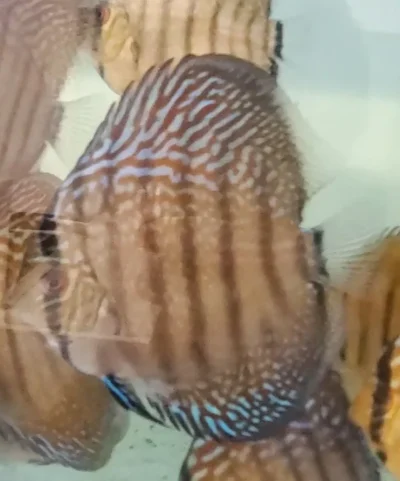 Discus turquoise rouge