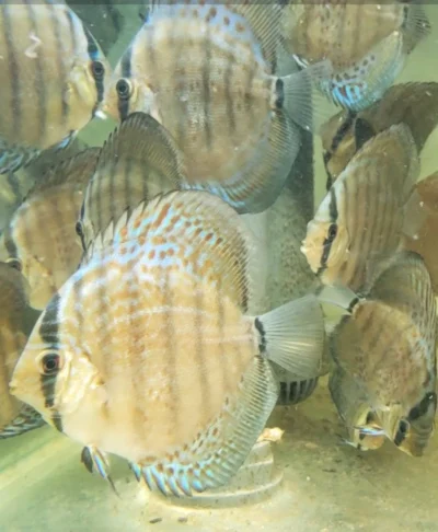 Discus Wild Téfé x Léopard