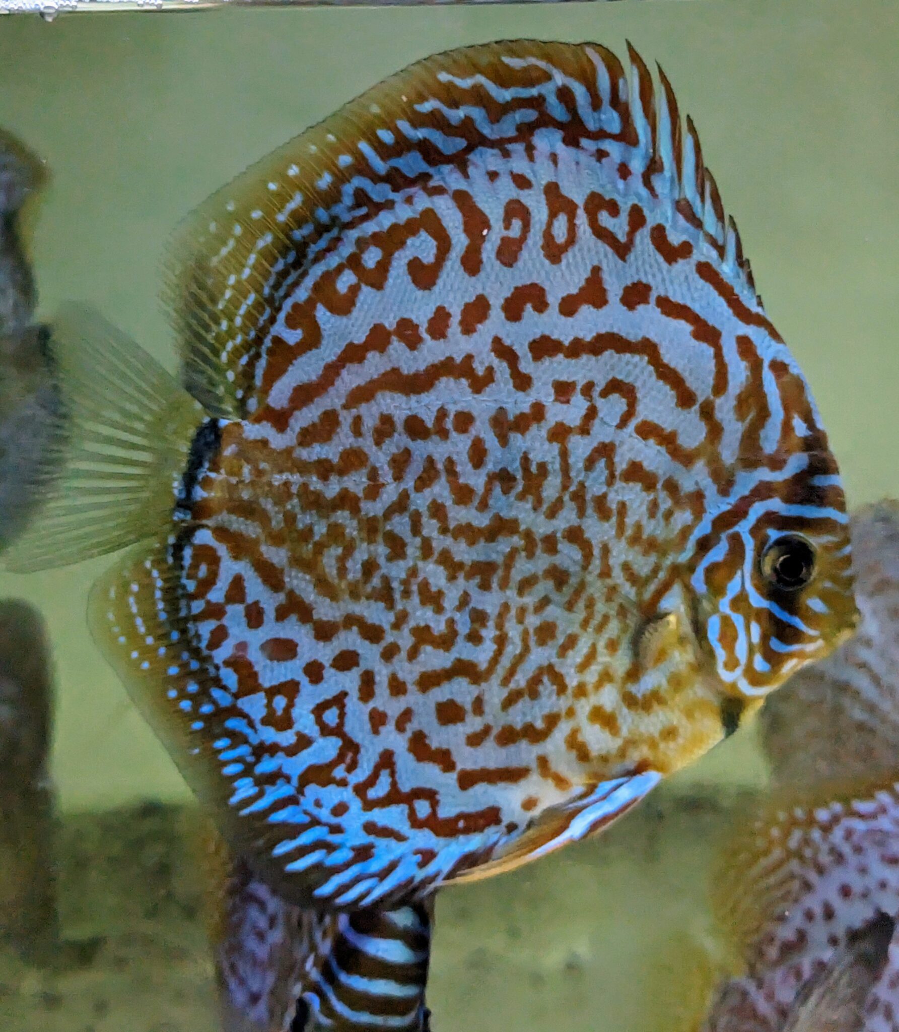 Discus Léopard Ring - Discus Farm JDL France - La Qualité élevée en France