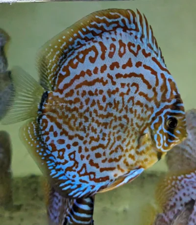 Magnifique discus sub adulte léopard ring