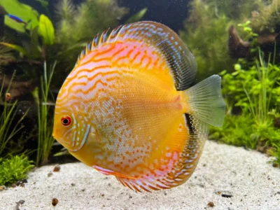 yellow_black_rim Discus base Jaunes black/Red rim