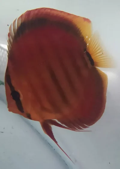 Discus red rose