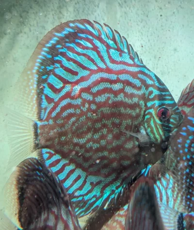 Discus turquoise rouge