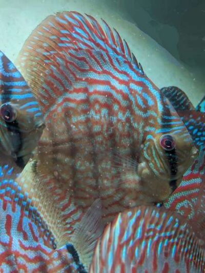 Discus turquoise rouge