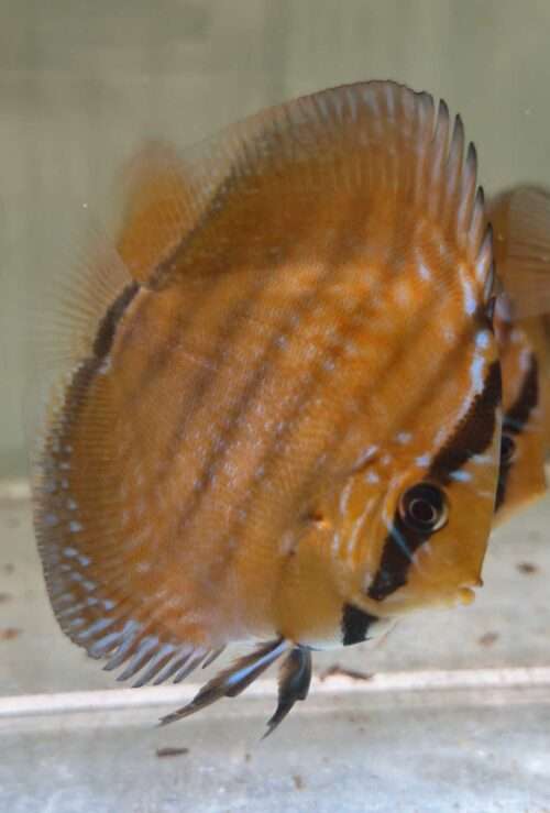 Turquoise rouge 10cm