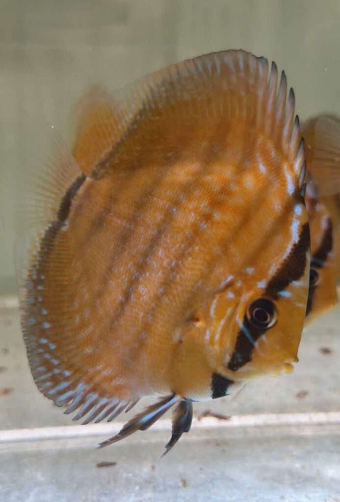 Turquoise rouge 10cm