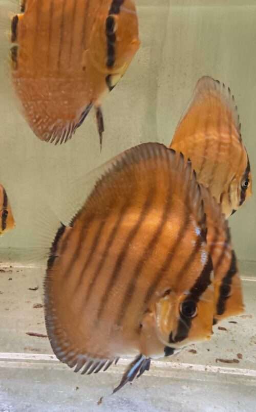 Turquoise rouge 10cm