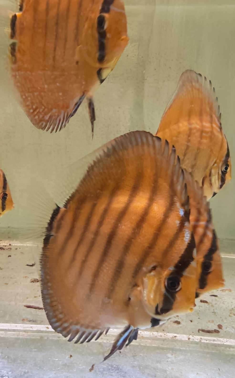 Turquoise rouge 10cm