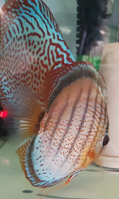 Discus Wild Téfé x Léopard