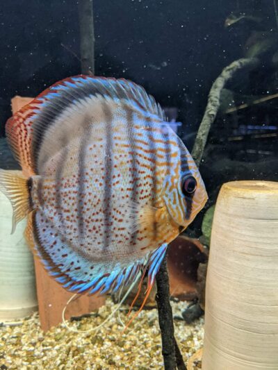 Discus Wild Téfé x Léopard