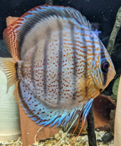Discus Wild Téfé x Léopard