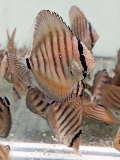 Discus Royal sélection origine Fx