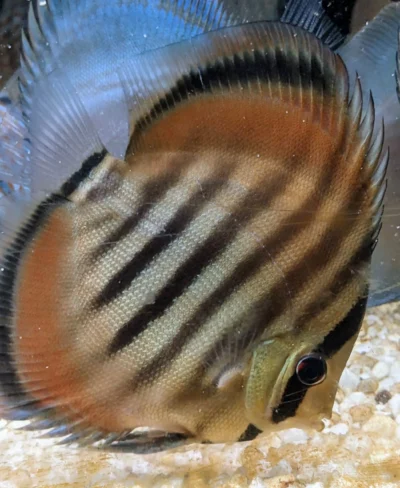 Discus red rose