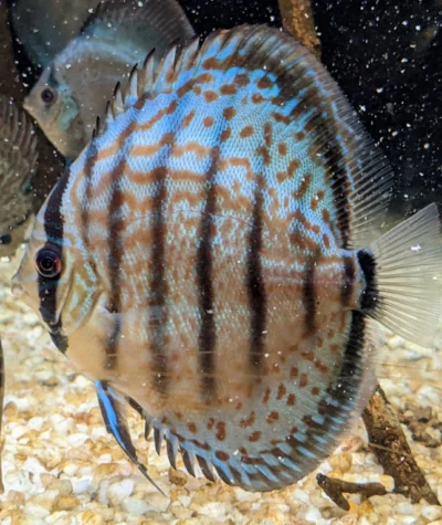 Discus Wild Téfé x Léopard