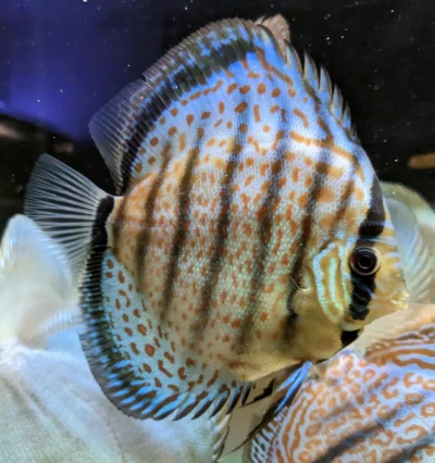 Discus Wild Téfé x Léopard