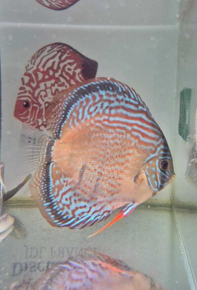 Discus Golden Heckel Cross Spotted