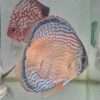 Discus golden spotted D20