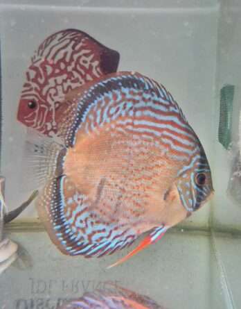 Discus golden spotted D20