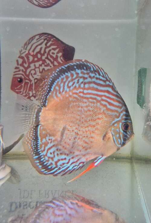 Discus golden spotted D20