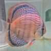 Discus golden spotted D20