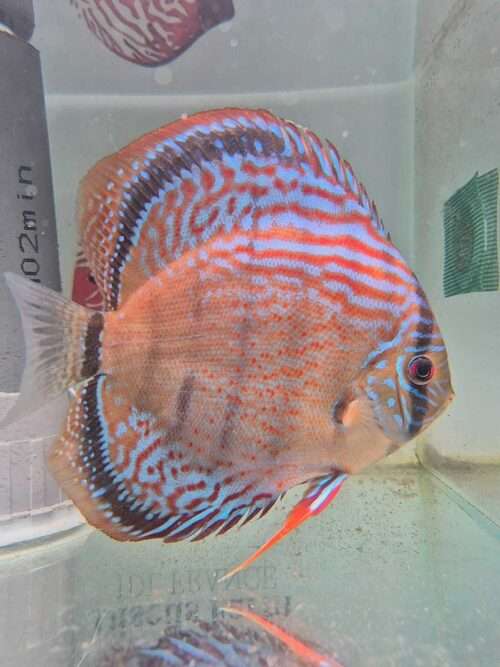 Discus golden spotted D20