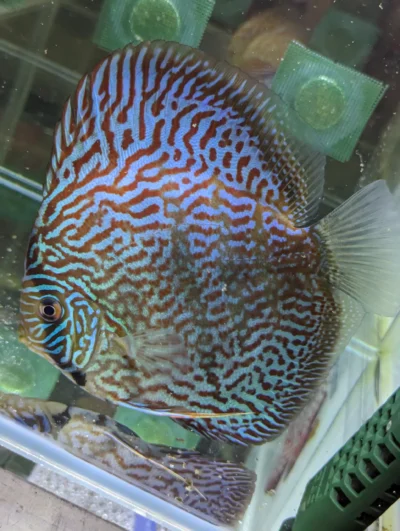 discus-heckel-cross-left discus heckel cross