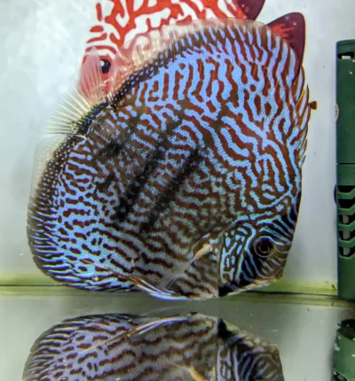 discus-heckel-cross-right discus heckel cross