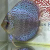 Discus adulte léopard ring