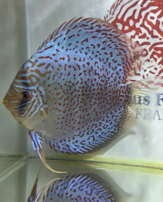 Discus adulte léopard ring