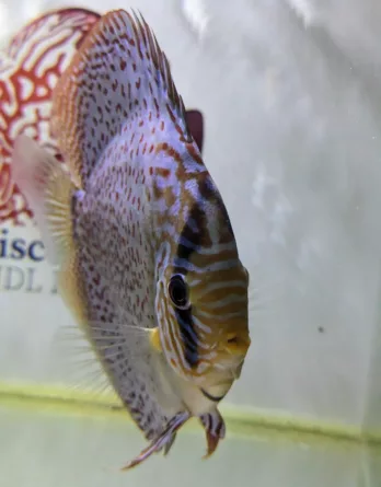 Discus adulte léopard ring