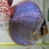 Discus adulte léopard ring